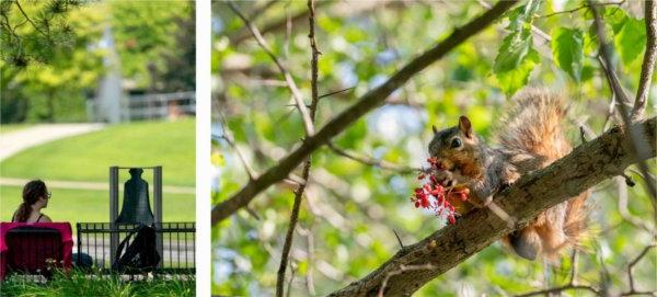  left, a squirrel sits in a tree eating red berries. Right, a person sits on a bench on a college campus. 